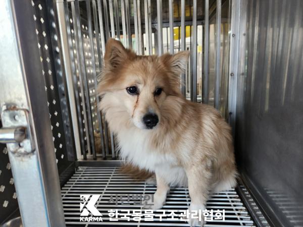 한국동물구조관리협회_411317202500121